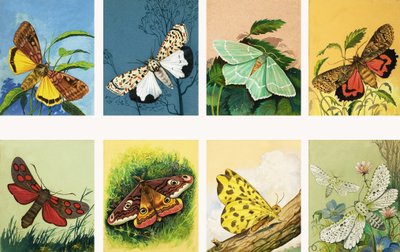 Allerlei motten door English School