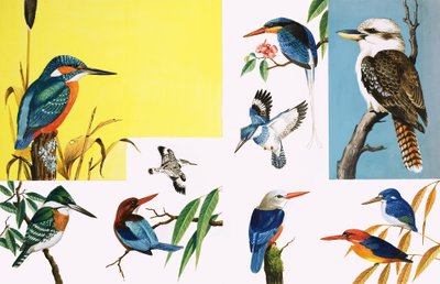Allerlei soorten ijsvogels door English School