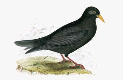 Alpenkauw, illustratie uit 
