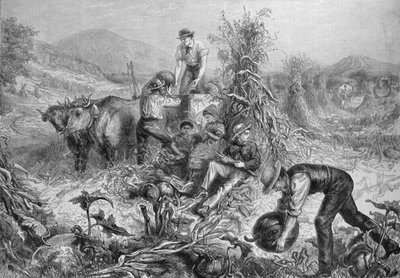 Amerikaanse Landbouw: Pompoenen Verzamelen en Maïs Doppen, uit 