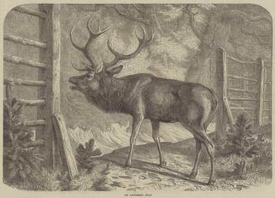 Een Geweihert (gravure) door English School
