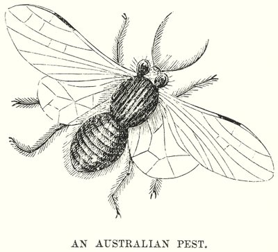 Een Australisch ongedierte (gravure) door English School