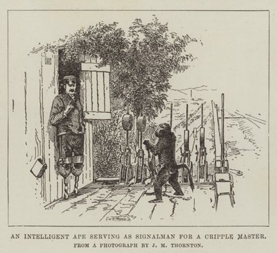 Een intelligente aap die als seinman dient voor een kreupele meester door English School