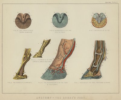 Anatomie, de hoef van het paard door English School