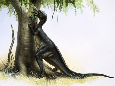 Anatosaurus door English School