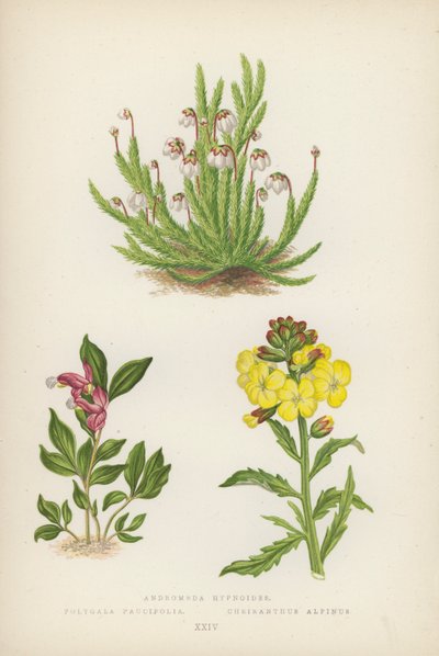 Andromeda Hypnoides; Polygala Paucifolia; Cheiranthus Alpinus door English School