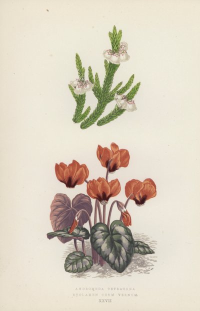 Andromeda Tetragona; Cyclamen Coum Vernum (kleur litho) door English School