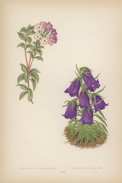 Androsace Lanuginosa; Campanula Alpina door English School
