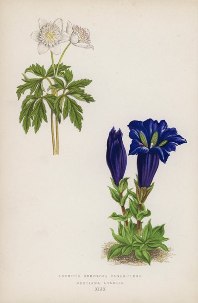 Anemone Nemorosa Flore-pleno; Gentiana Acaulis door English School