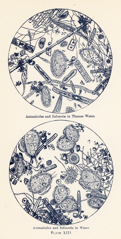 Animalcules en infusoria in water (kleurenlitho) door English School