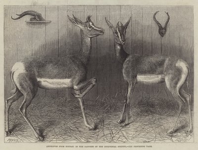 Antilopen uit Soedan, in de tuinen van de Zoological Society (gravure) door English School