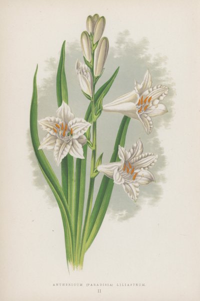 Anthericum, Paradisia Liliastrum door English School