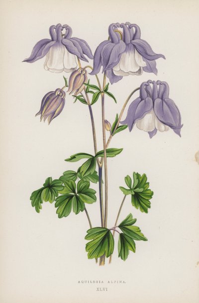 Aquilegia Alpina door English School