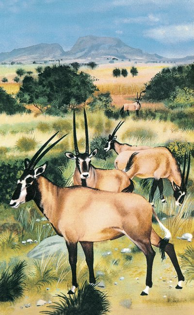 Arabische oryx door English School