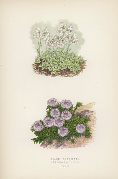 Arabis Androsace; Globularia Nana door English School