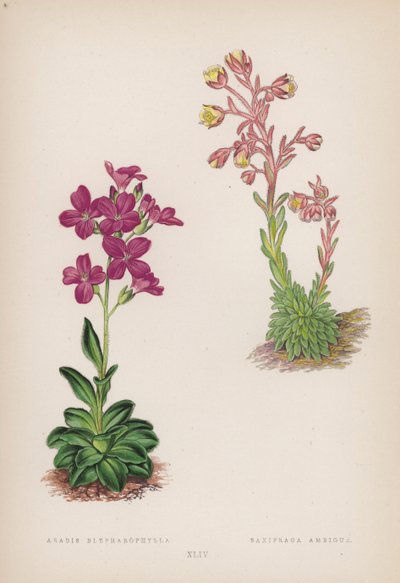 Arabis Blepharophylla; Saxifraga Ambigua door English School