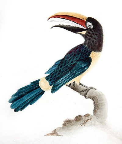 Aracari toekan door English School