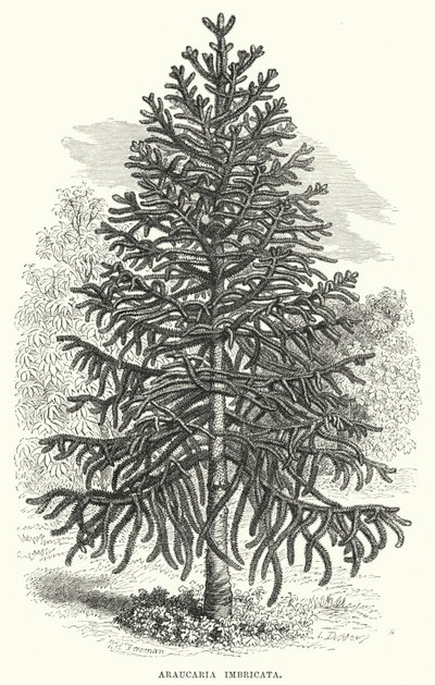 Araucaria Imbricata door English School