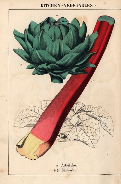 Artisjokhart en karmozijnrode rabarber, uit "The Instructive Picturebook, or Lessons from the Vegetable World," [Charlotte Mary Yonge], Edinburgh door English School