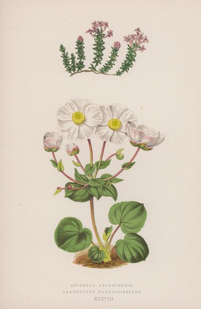Asperula Arcadiensis; Ranunculus Parnassifolius door English School