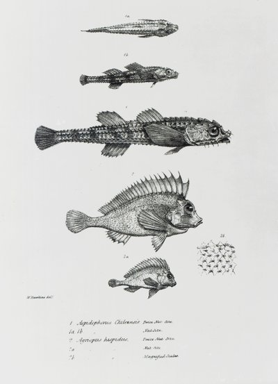 Aspidophorus Chiloensis en Agriopus Hispidus, plaat 7 uit 
