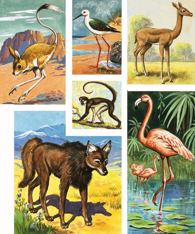 Diverse Dieren door English School