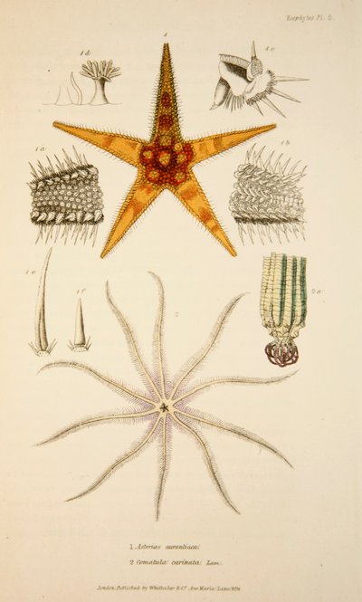 Asterias aurantiaca en Comatula carinata, handgekleurde gravure door English School