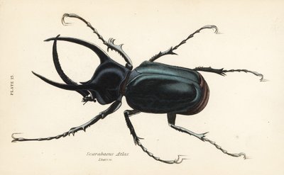 Atlaskever, Chalcosoma atlas (Scarabaeus atlas) door English School