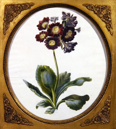 Auricula, c.1850 door English School
