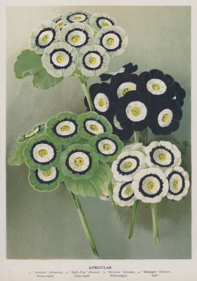 Auriculas door English School