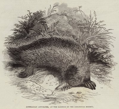 Australische Miereneter, in de Tuinen van de Zoological Society door English School