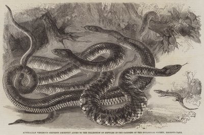 Australische giftige slangen onlangs toegevoegd aan de collectie reptielen in de tuinen van de Zoological Society, Regent