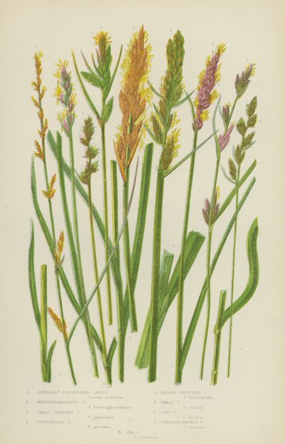 Okselgeclusterde Carex, Boenninghausen