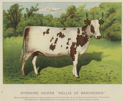 Ayrshire Vaars "Nellie van Barcheskie" door English School