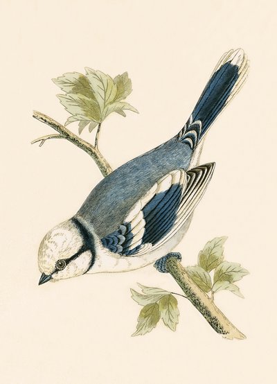 Azure Mees, illustratie uit 
