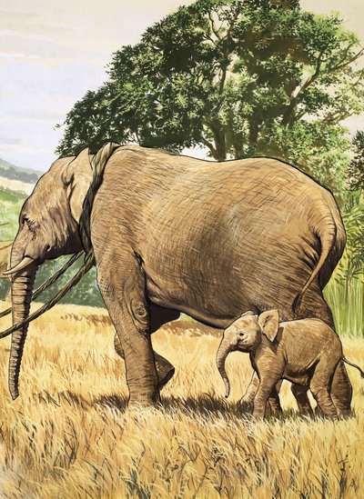 Baby olifant en moeder door English School