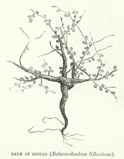 Balsem van Gilead, Balsamodendron Gileadense (gravure) door English School