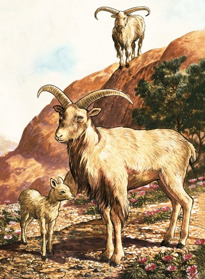 Barbary-schapen door English School