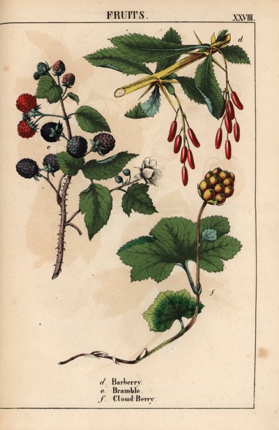 Berberis, braam en cloudberry fruit, uit 