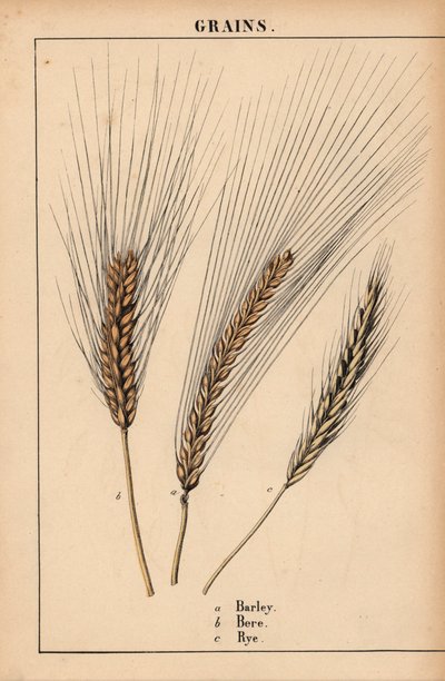 Gerst, bere en raaigras, uit "The Instructive Picturebook, or Lessons from the Vegetable World," [Charlotte Mary Yonge], Edinburgh door English School