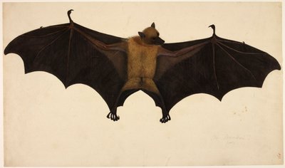 Vleermuis, uit de Francis Buchanan Collectie, c.1804 (aquarel & gouache op papier) door English School