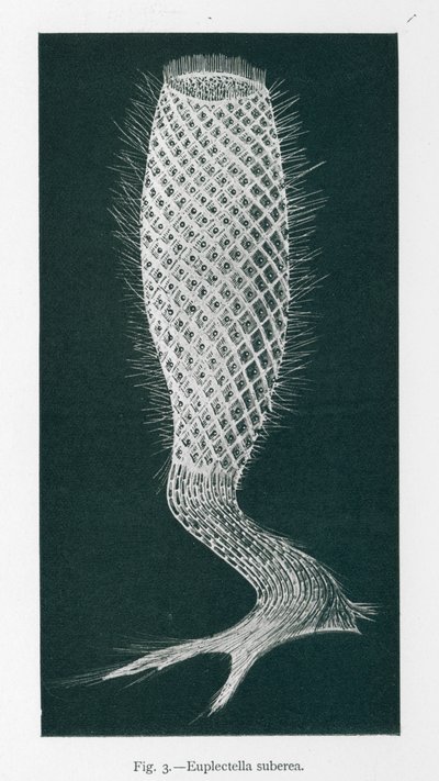 Schoonheden van de natuur: Euplectella Suberea (litho) door English School