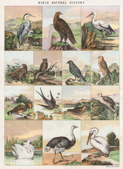 Bijbelse natuurlijke historie door English School