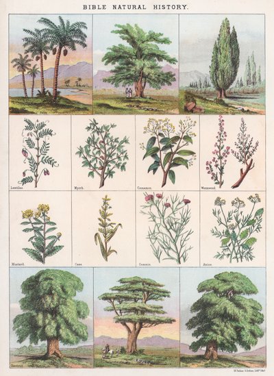 Bijbelse natuurgeschiedenis door English School