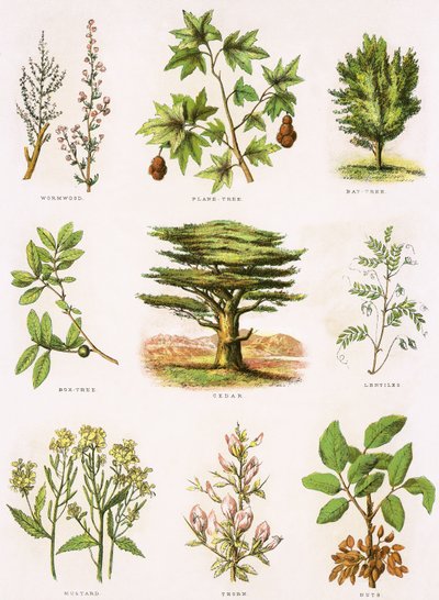 Bijbelse natuurlijke historie door English School