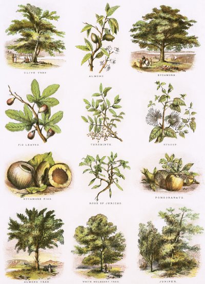 Bijbelse natuurlijke historie door English School