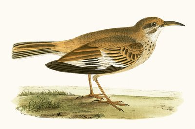 Bifasciated Lark, illustratie uit 