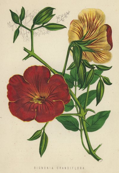 Bignonia Grandiflora door English School