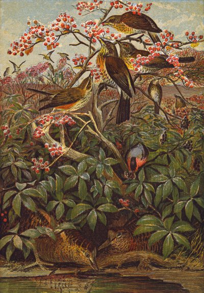 Vogels (kleurenlitho) door English School