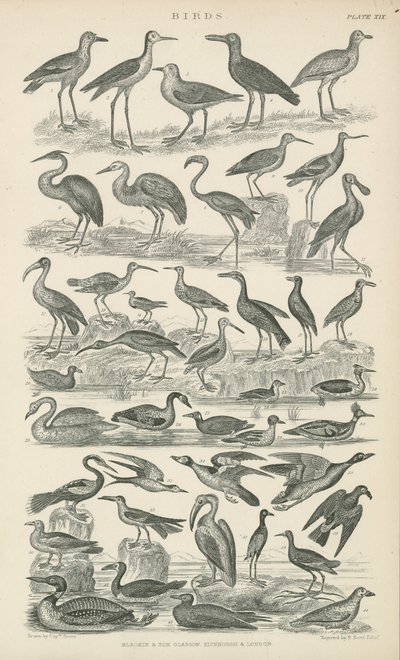 Vogels (gravure) door English School